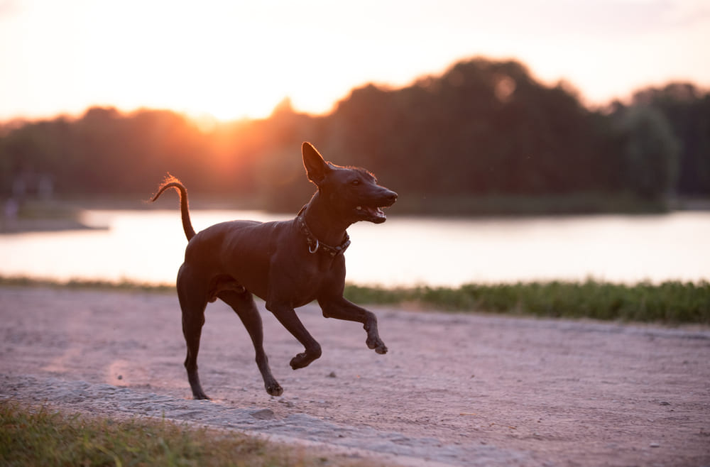 Ксолоитцкуинтли отличается крепким иммунитетом