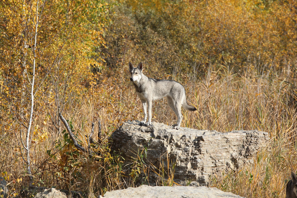 Уши волчьей собаки Сарлоса нужно очищать