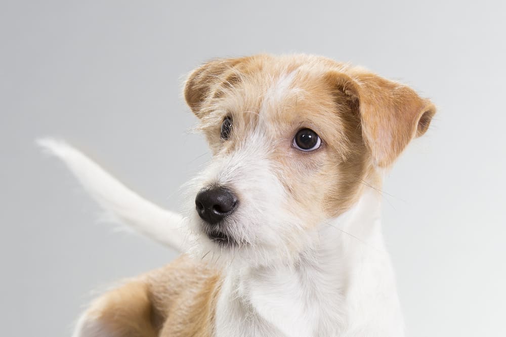 Кромфорлендер относится к компаньонам