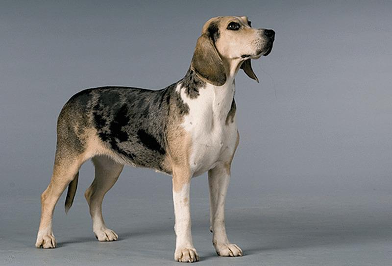 Характер дункера