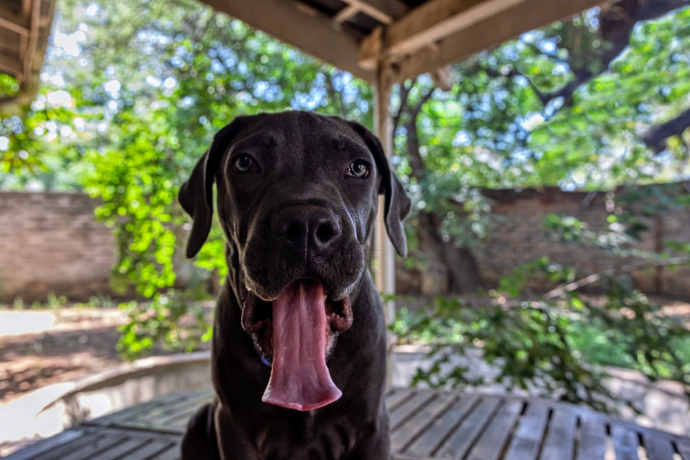 Бурбуль отличается медлительностью