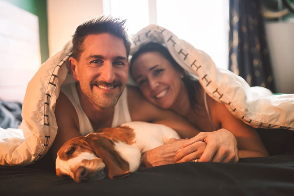 Шерсть бассет-хаунда нуждается в уходе