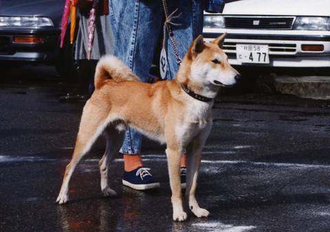 Внешность дземон-сиба