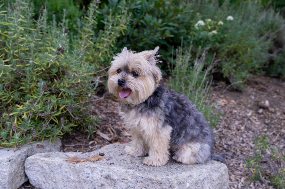 Разница между мини-йорком и стандартом очевидна