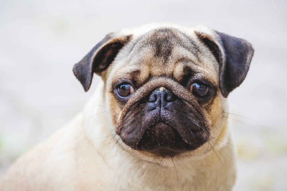 Во время течки у мопса могут возникать проблемы