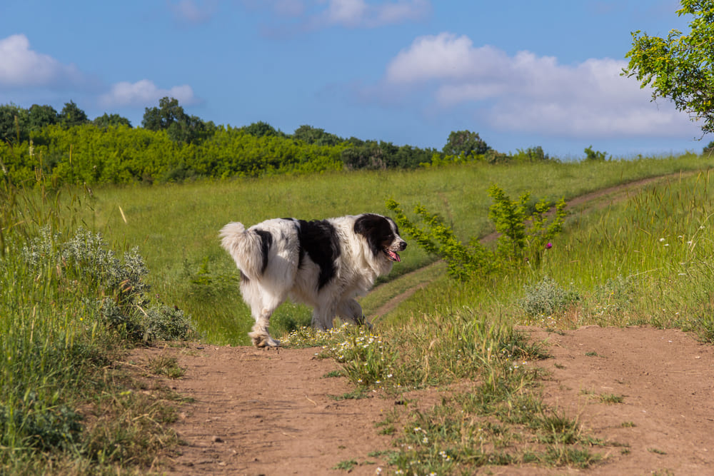Уши болгарской овчарки нуждаются в очищении