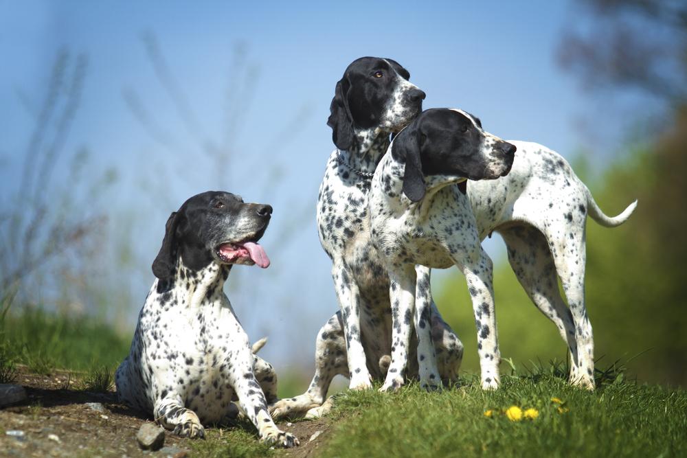 редкие французские породы: овернский бракк.jpg редкие французские породы: овернский бракк.jpg