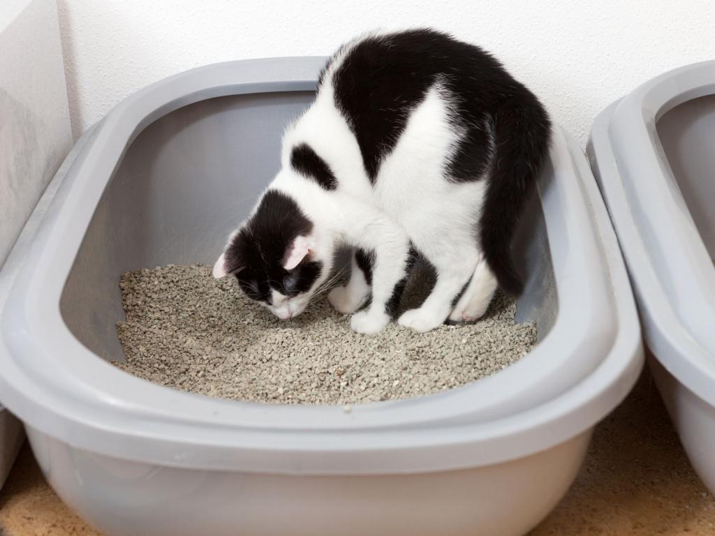 Котенок ест наполнитель