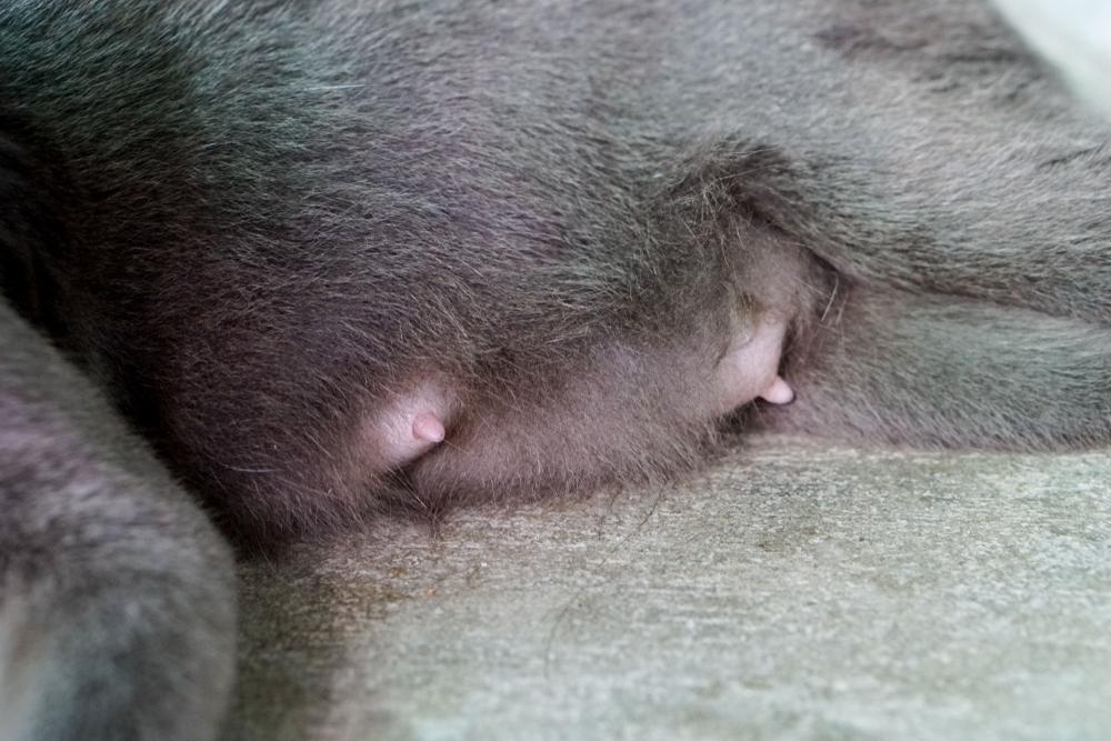 Профилактика рака молочной железы у кошек Профилактика рака молочной железы у кошек