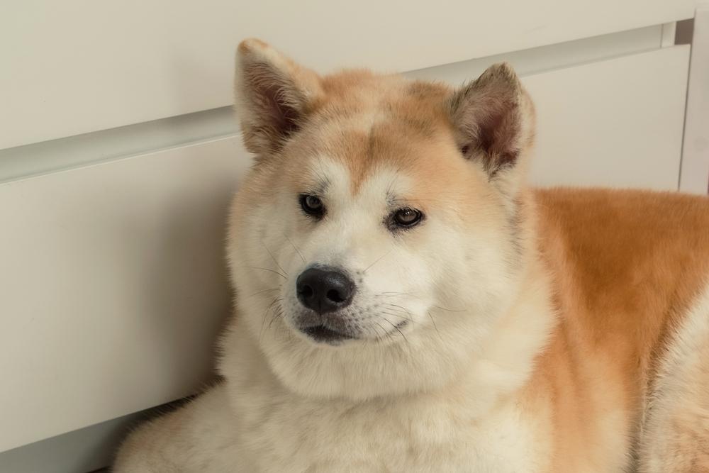 Особенности окраса породы акита-ину: уражиро Особенности окраса породы акита-ину: уражиро