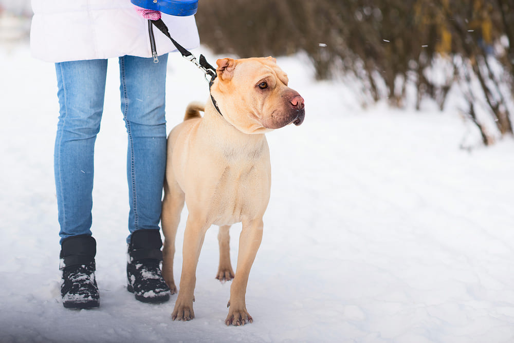 Какой характер у шарпеев?