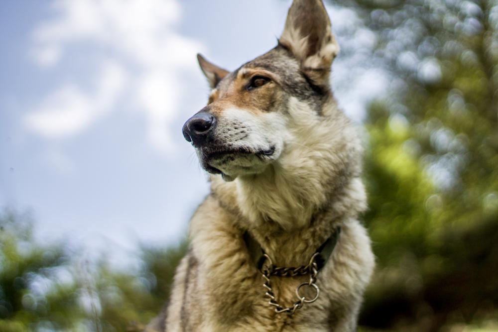 Темперамент чехословацкой волчьей собаки 