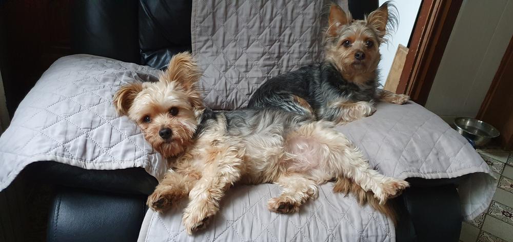 Репродуктивное здоровье чорки