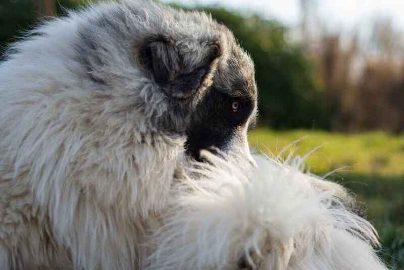 Как воспитывать пиренейского мастифа?