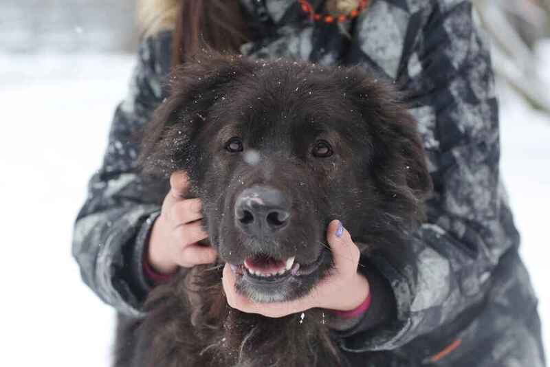 Какое здоровье у ньюфаундленда?