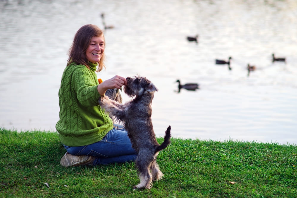 Для разведения важно знать, сколько весит цвергшнауцер и какой у него возраст