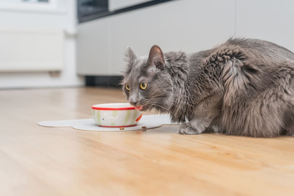 Можно ли кошке давать йогурт?