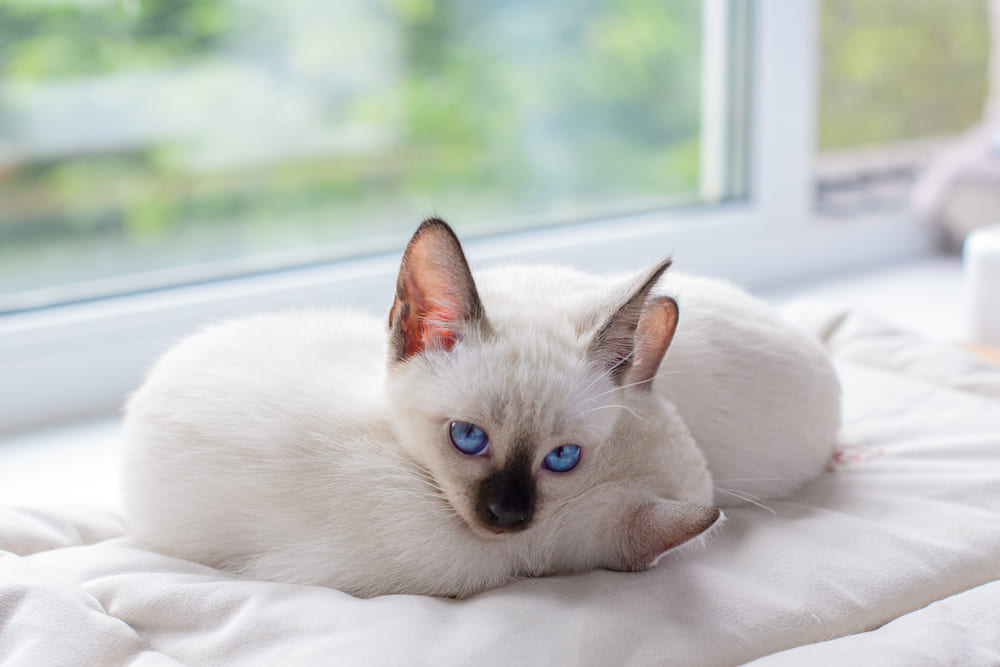 То, сколько проживет тайская кошка, зависит от многих факторов