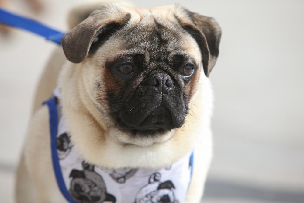 Может ли мопс быть злым?