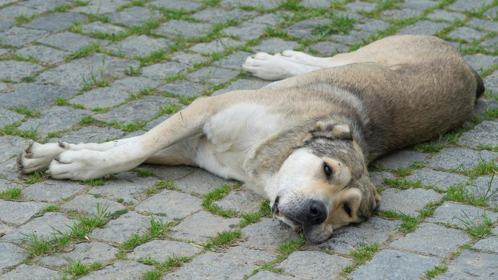 Уход за нагази