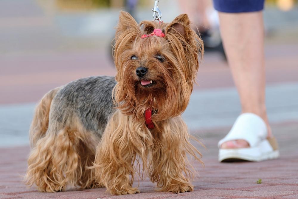 Стандарт породы йоркширский терьер Стандарт породы йоркширский терьер