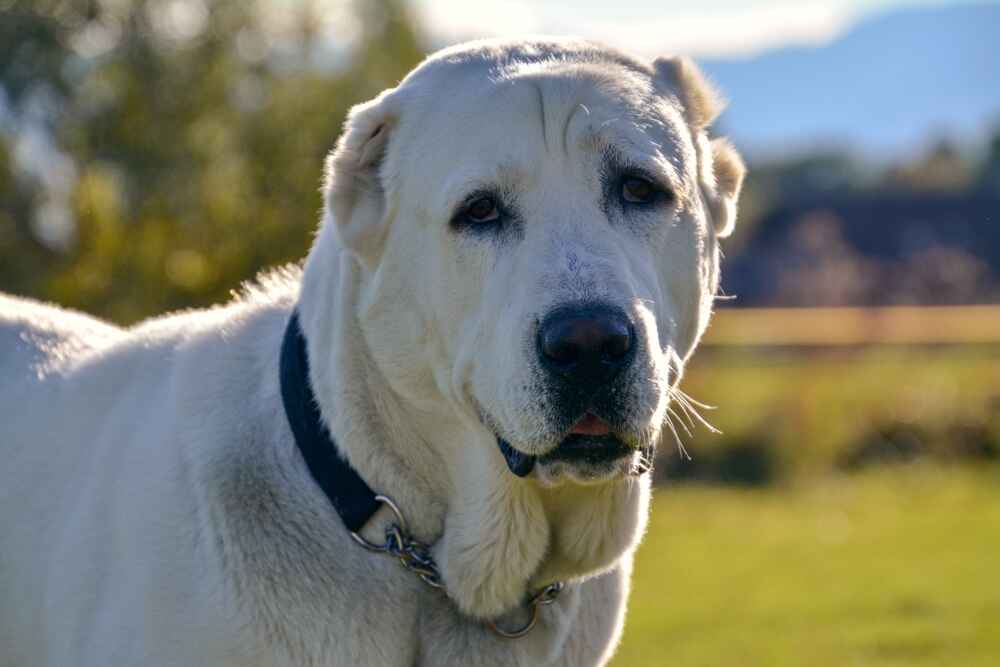 Вес у алабая может снижаться