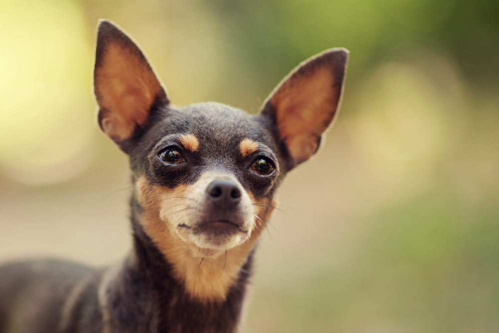 Некоторые болезни той-терьеров являются наследственными