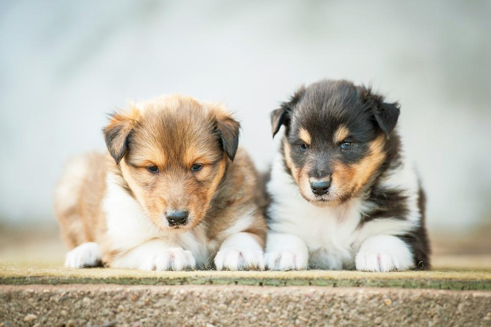 Советы по выбору щенка колли