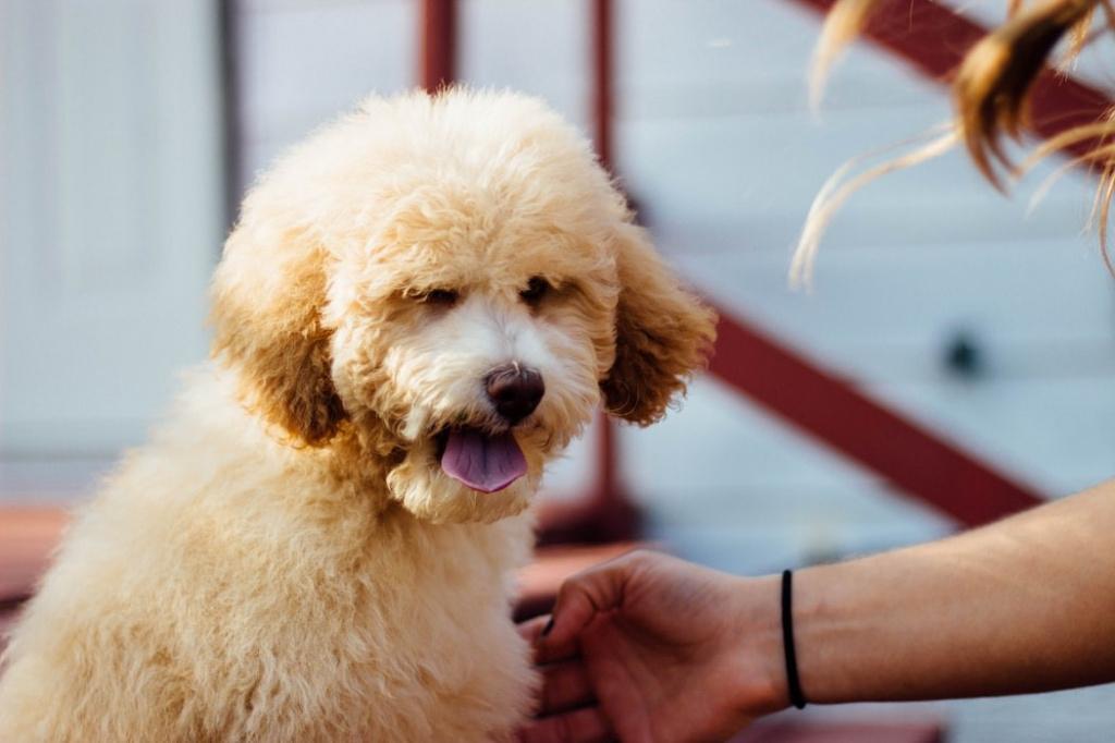 Почему чернеет язык у собаки