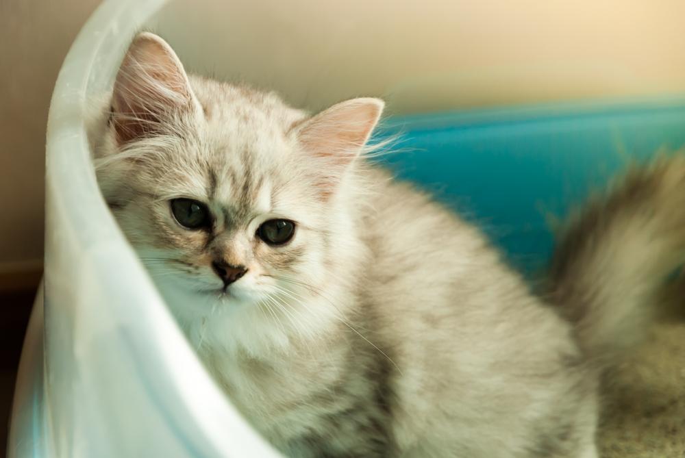 Причины запора у котят Причины запора у котят