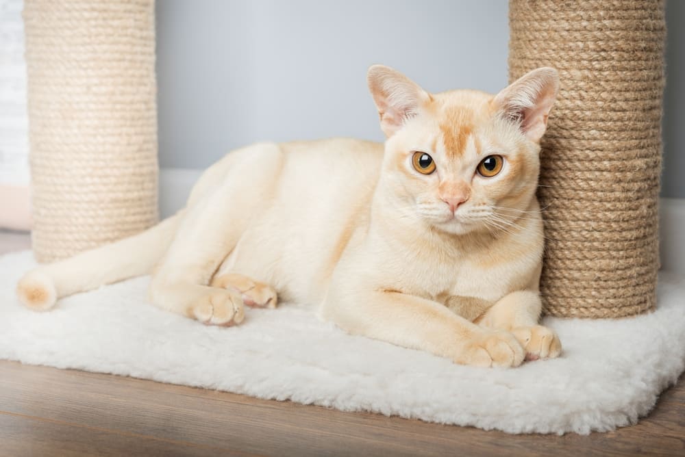 У бурманской кошки есть характерные болезни