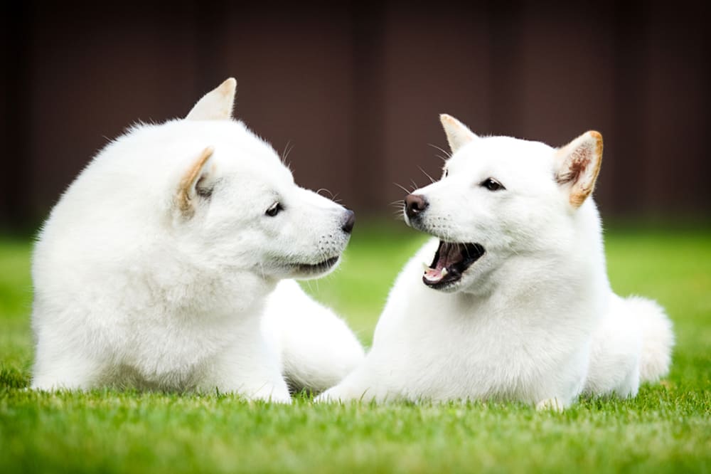 Собаки породы хоккайдо являются охотничьими