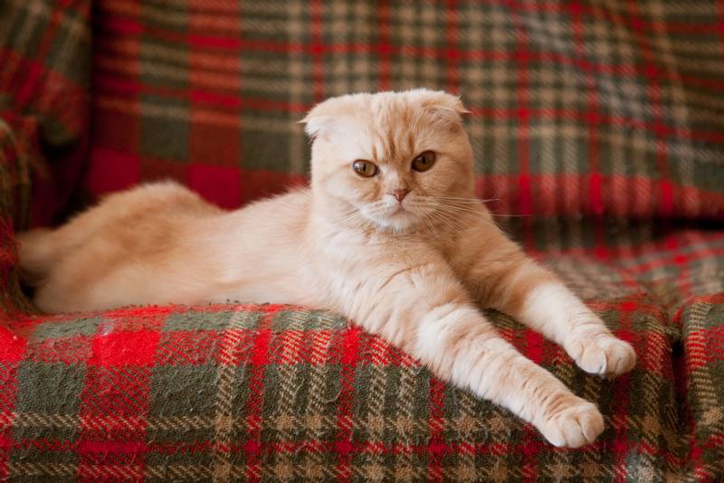 Шотландка кошки фото