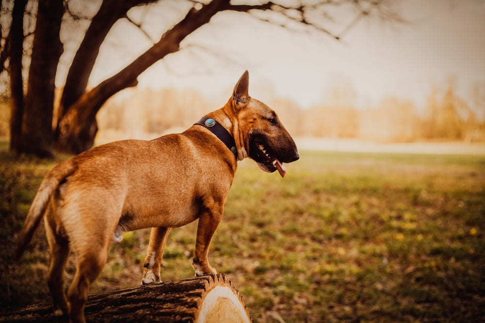 Вес бультерьера увеличивается до определенного возраста