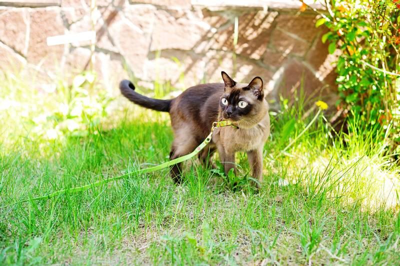 Воспитание бурманской кошки 