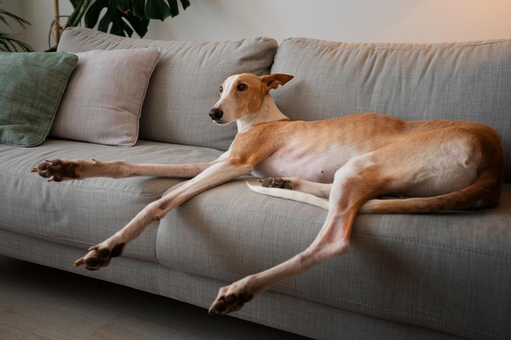 Собаки с длинной мордой из группы борзых: грейхаунд