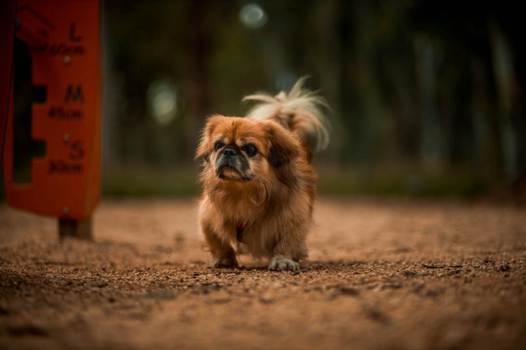ТОП-30 самых маленьких пород собак: пекинес