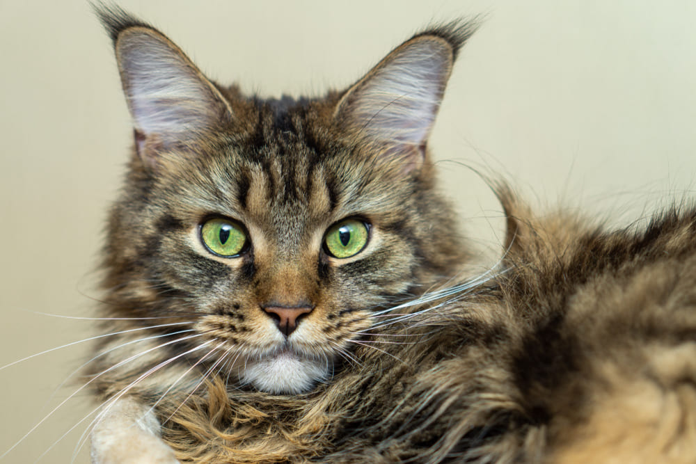 Владельцу нужно знать, сколько длится беременность у мейн-куна