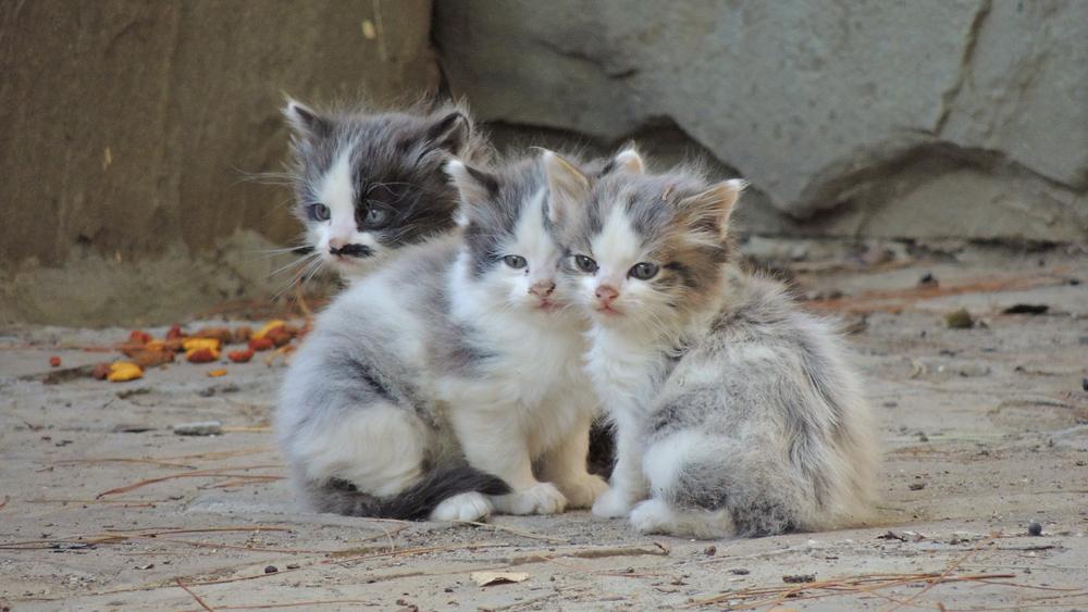 Что делать, если нашли котенка на улице