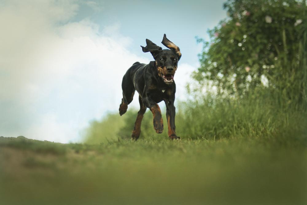 Выгул и активность польского огара