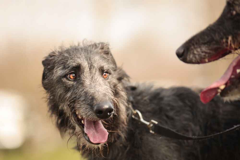 Дирхаунд обладает склонностью к лаю