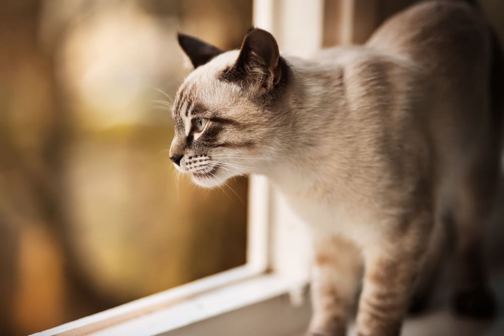 То, сколько прожила тайская кошка, можно сравнить с человеческим возрастом