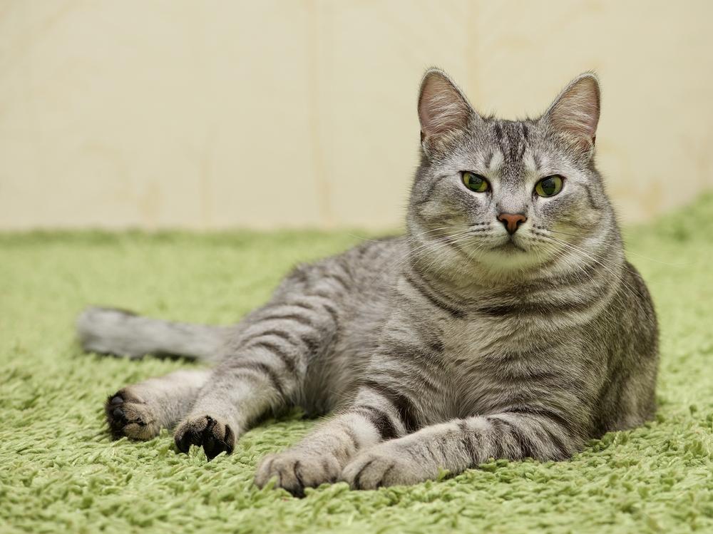 Функции почек в организме кошки