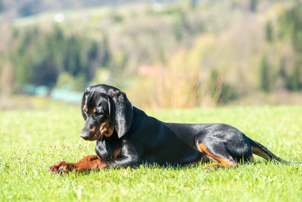 Здоровье и болезни польской гончей