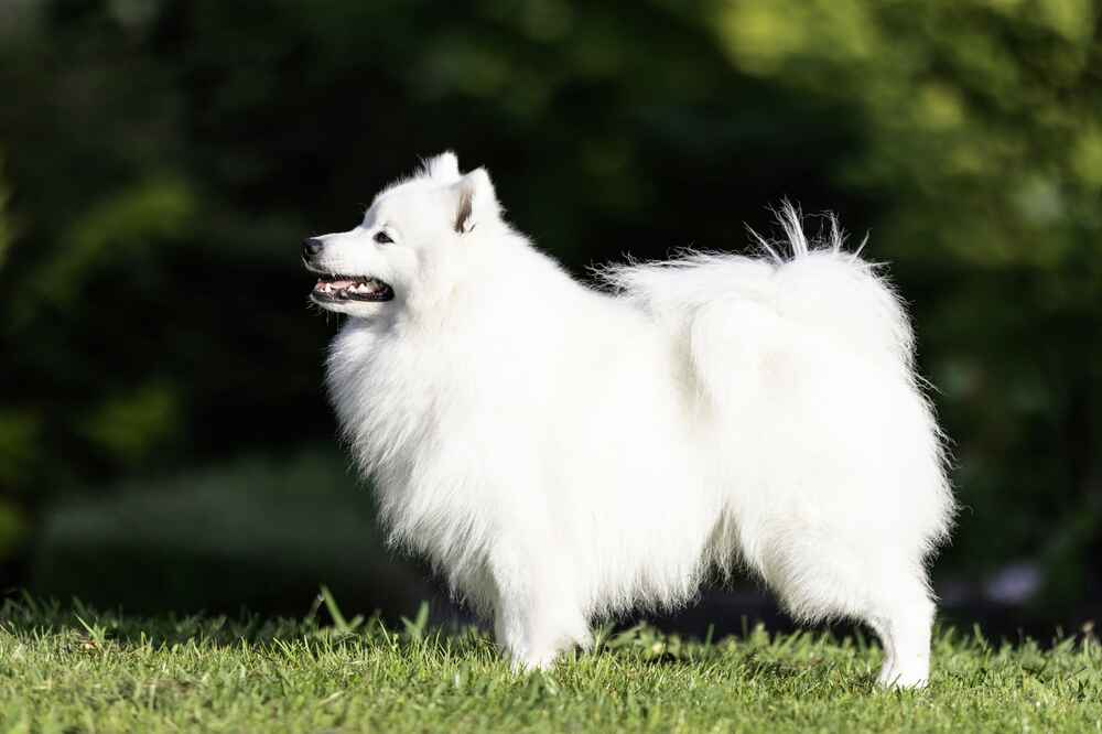 Гигиена влияет на то, сколько живут японские шпицы