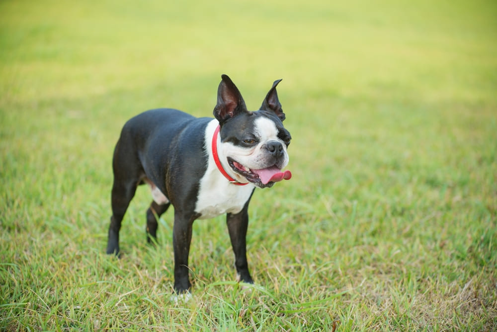 Кастрация влияет на то, сколько проживет бостон-терьер