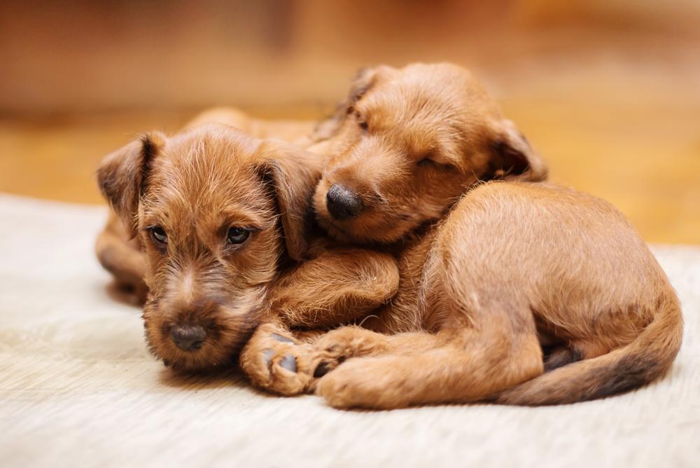 Советы по выбору щенка ирландского терьера 