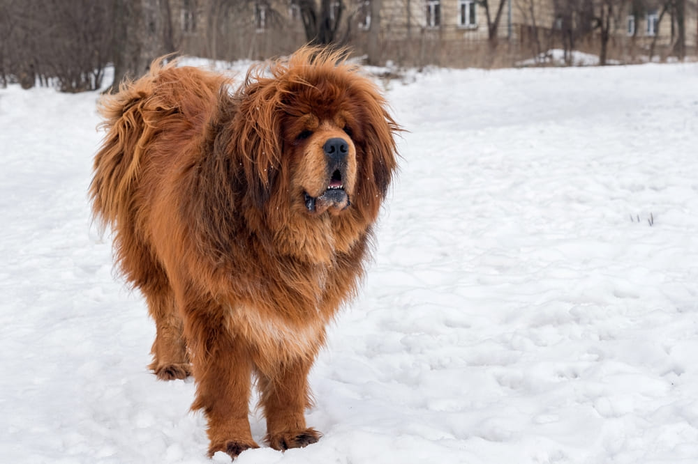 Тибетский мастиф должен привыкать к общению с другими животными