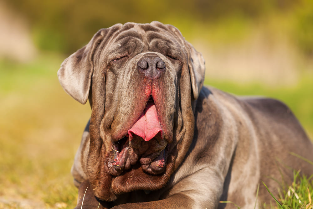 Неаполитанский мастиф имеет характерные болезни