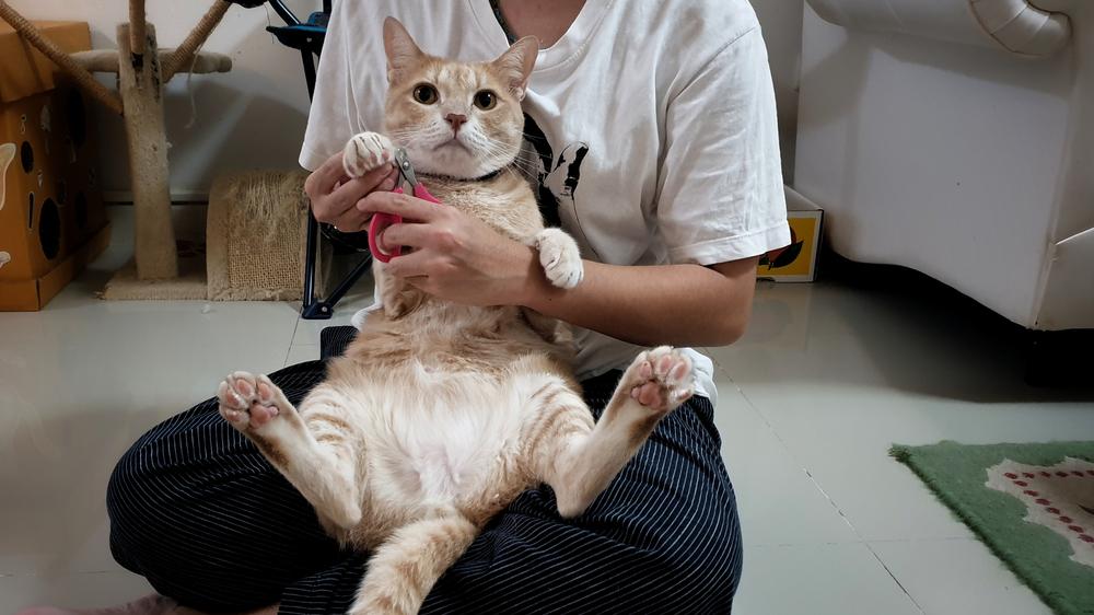 признаки переломов у кошки на разных частях тела